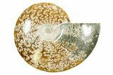Polished Ammonite (Cleoniceras) Fossil - Madagascar #365074-1